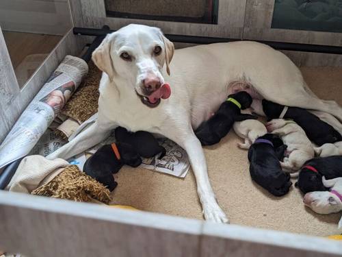 10 Sound and Bonny KC registered Labrador Puppies , ready 4th November 2024 for sale in Pickering North Yorkshire - Image 3