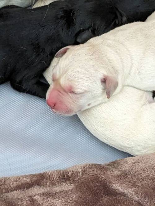 10 Sound and Bonny KC registered Labrador Puppies , ready 4th November 2024 for sale in Pickering North Yorkshire - Image 6