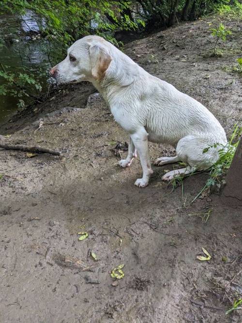 10 Sound and Bonny KC registered Labrador Puppies , ready 4th November 2024 for sale in Pickering North Yorkshire - Image 9