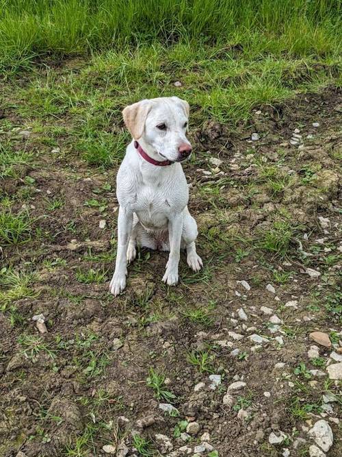 10 Sound and Bonny KC registered Labrador Puppies , ready 4th November 2024 for sale in Pickering North Yorkshire - Image 10