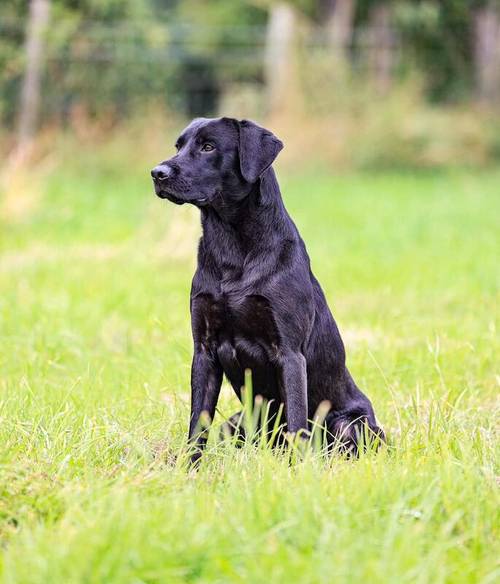 10 Sound and Bonny KC registered Labrador Puppies , ready 4th November 2024 for sale in Pickering North Yorkshire - Image 11