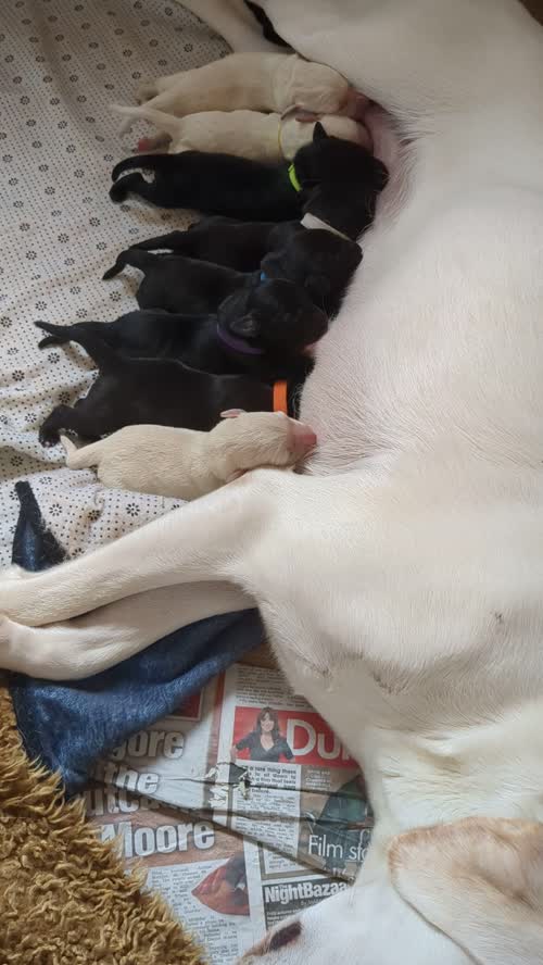 10 Sound and Bonny KC registered Labrador Puppies , ready 11th November 2024 for sale in Pickering North Yorkshire