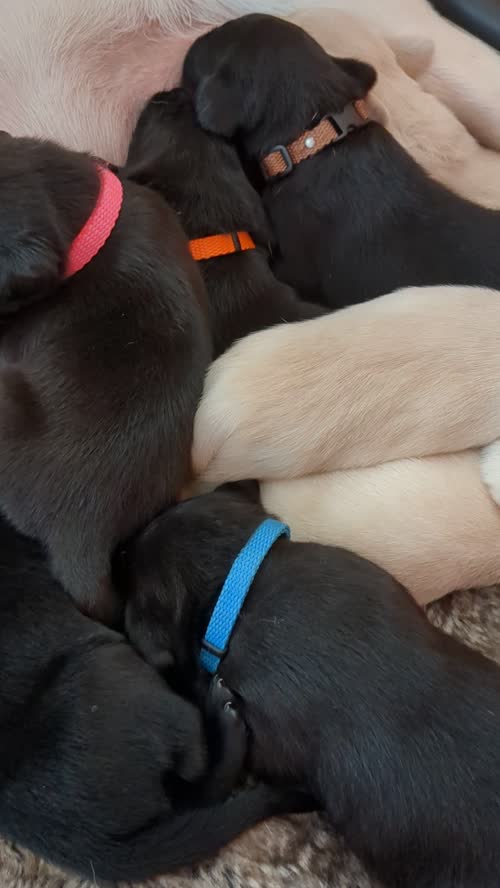 10 Sound and Bonny KC registered Labrador Puppies , ready 4th November 2024 for sale in Pickering North Yorkshire