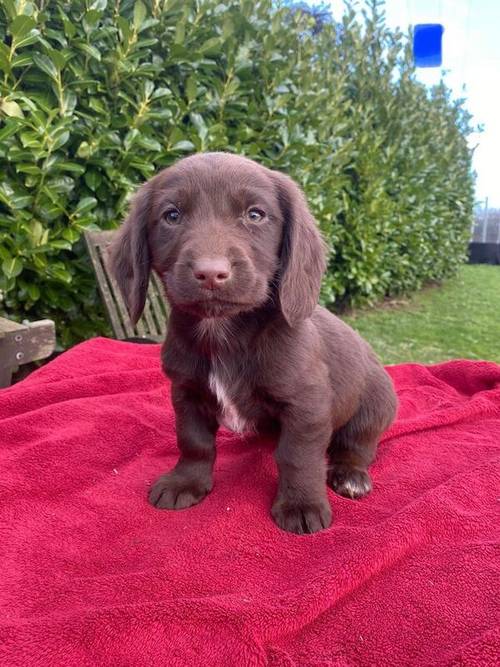 10 week old Daschund x labrador pups for sale in Llandough, The Vale of Glamorgan - Image 4