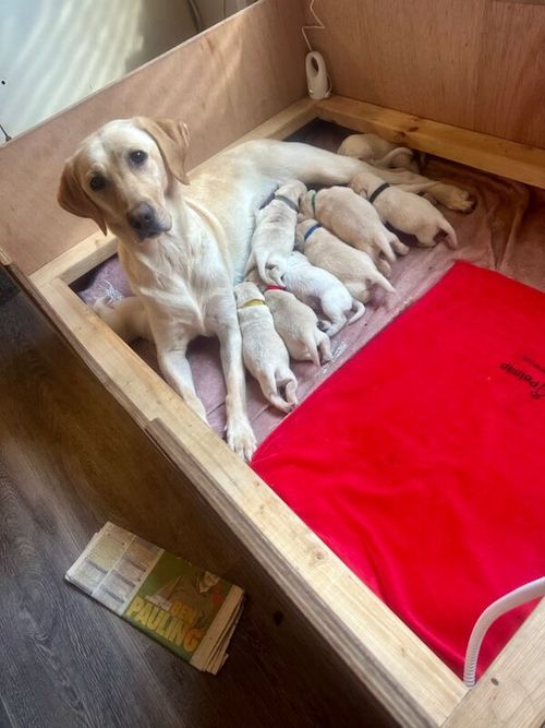 11 Gorgeous Labrador Puppies for sale in East Riding of Yorkshire