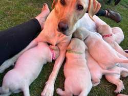 11 Gorgeous Labrador Puppies Ready To Leave Next Weekend 14/6 for sale in East Riding of Yorkshire | Image 2