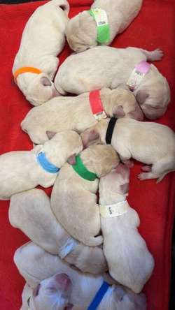 11 Gorgeous Labrador Puppies Ready To Leave Next Weekend 14/6 for sale in East Riding of Yorkshire | Image 3