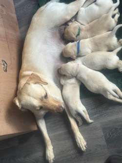 11 Gorgeous Labrador Puppies Ready To Leave Next Weekend 14/6 for sale in East Riding of Yorkshire | Image 4