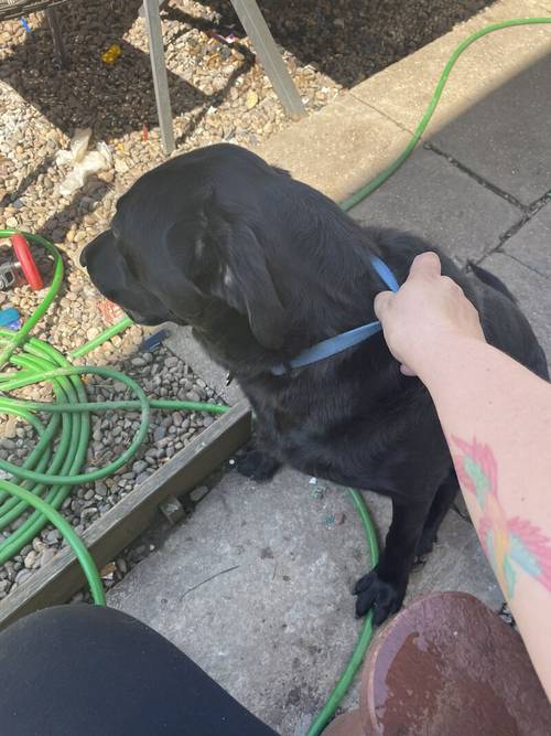 11 month old black lab for sale in Grimsby, Lincolnshire - Image 1