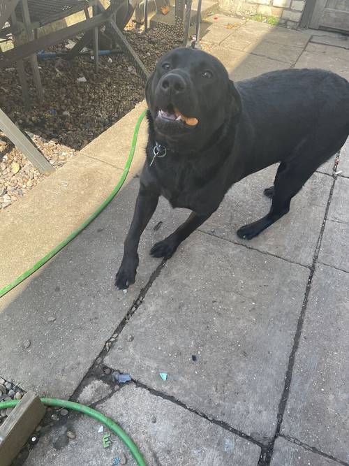 11 month old black lab for sale in Grimsby, Lincolnshire - Image 2