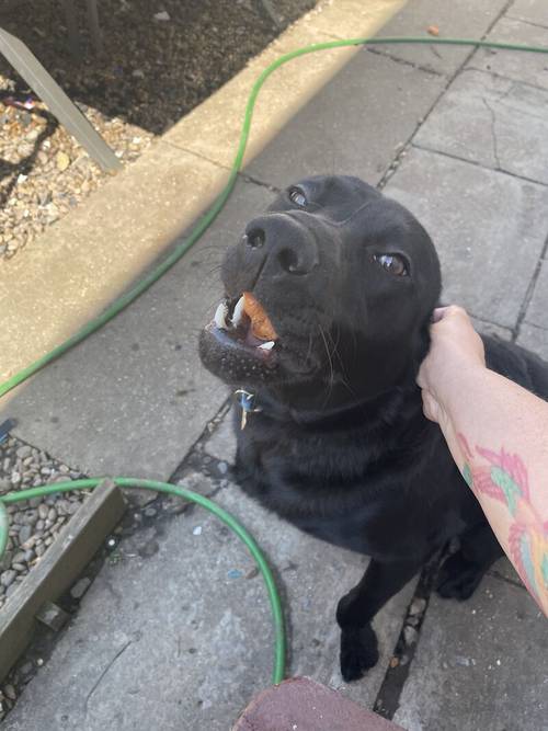 11 month old black lab for sale in Grimsby, Lincolnshire - Image 3