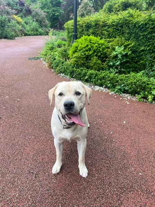 11 MONTH OLD LABRADOR MALE for sale in Highgate, Camden, Greater London