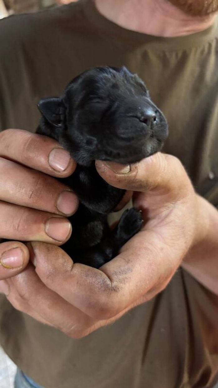 Brown/Chocolate Labrador Retriever puppies for sale in Inverurie, Aberdeenshire – KC registered, 1 week old