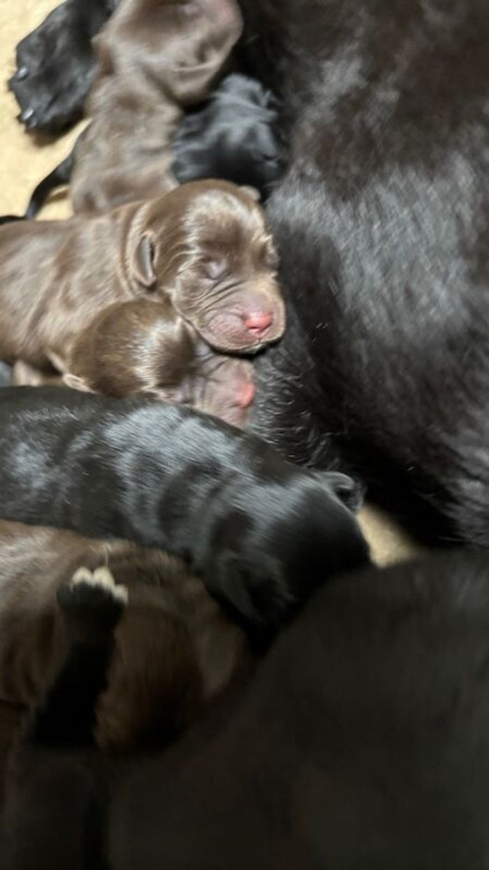 Labrador Retriever puppies for sale in Inverurie, Aberdeenshire – KC registered, 3 weeks old - Image 2 of 14