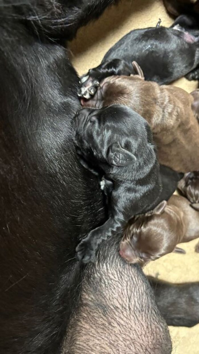 Labrador Retriever puppies for sale in Inverurie, Aberdeenshire – KC registered, 3 weeks old - Image 3 of 14