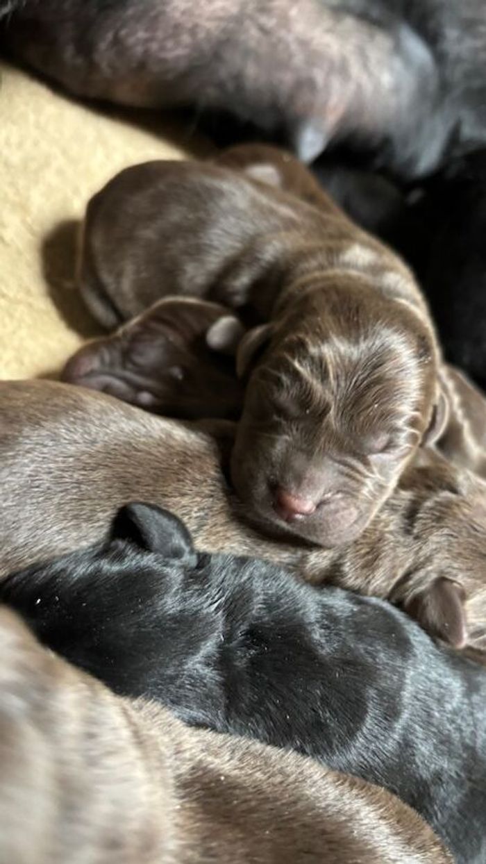 Labrador Retriever puppies for sale in Inverurie, Aberdeenshire – KC registered, 3 weeks old - Image 5 of 14