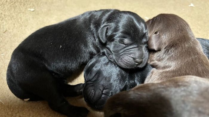 Labrador Retriever puppies for sale in Inverurie, Aberdeenshire – KC registered, 3 weeks old - Image 6 of 14