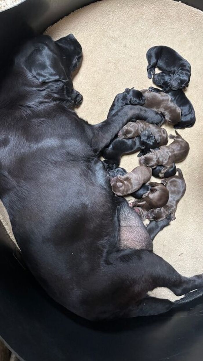 Labrador Retriever puppies for sale in Inverurie, Aberdeenshire – KC registered, 3 weeks old - Image 7 of 14