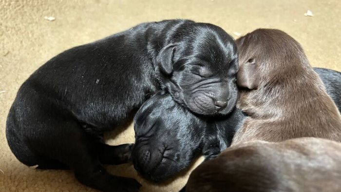 Labrador Retriever puppies for sale in Inverurie, Aberdeenshire – KC registered, 3 weeks old - Image 8 of 14