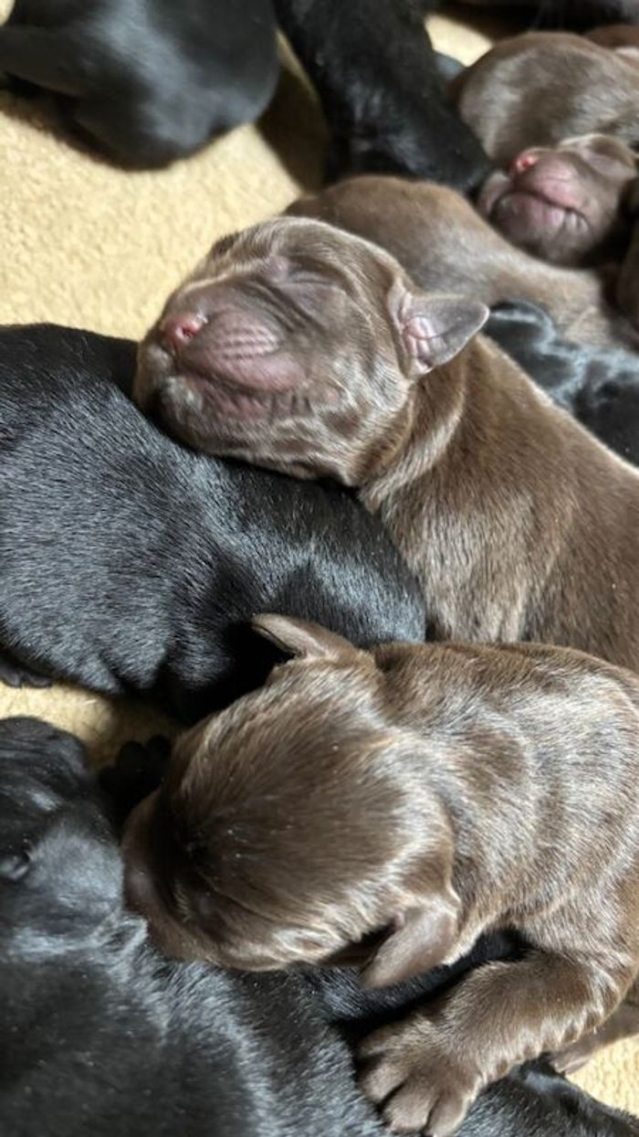 Labrador Retriever puppies for sale in Inverurie, Aberdeenshire – KC registered, 3 weeks old - Image 9 of 14