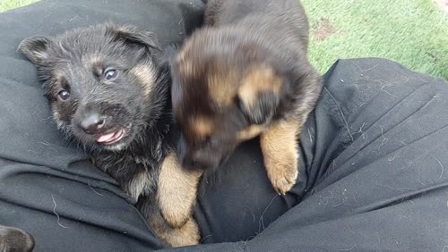 12 german shepherd puppies for sale in Dartford, Kent