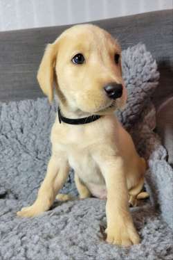 12 Stunning KC Registered Labrador pups ALL RESERVED for sale in Middlewich, Cheshire | Image 2