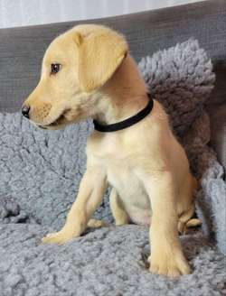 12 Stunning KC Registered Labrador pups ALL RESERVED for sale in Middlewich, Cheshire | Image 3