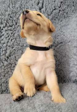 12 Stunning KC Registered Labrador pups ALL RESERVED for sale in Middlewich, Cheshire | Image 4