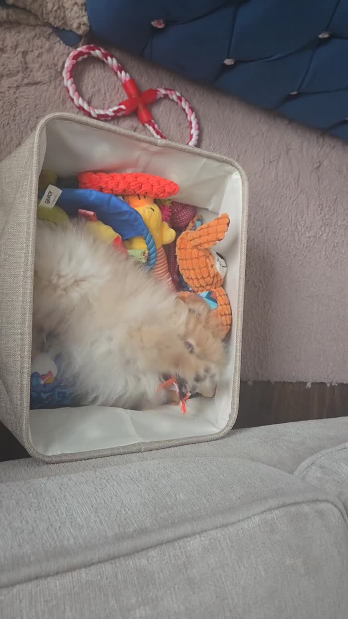 Pomeranian puppies for sale in Stockport, Greater Manchester – 3 months old