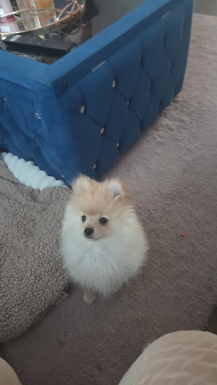 Pomeranian puppies for sale in Stockport, Greater Manchester – 3 months old