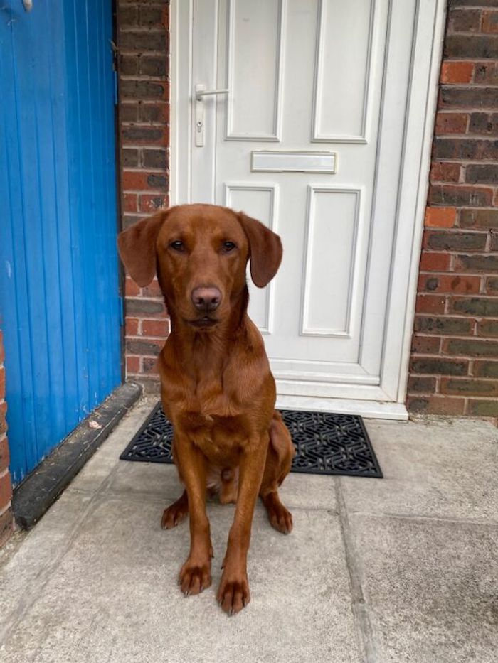 Labrador Retriever puppies for sale in Dover, Kent – KC registered, 1 year old - Image 2 of 3
