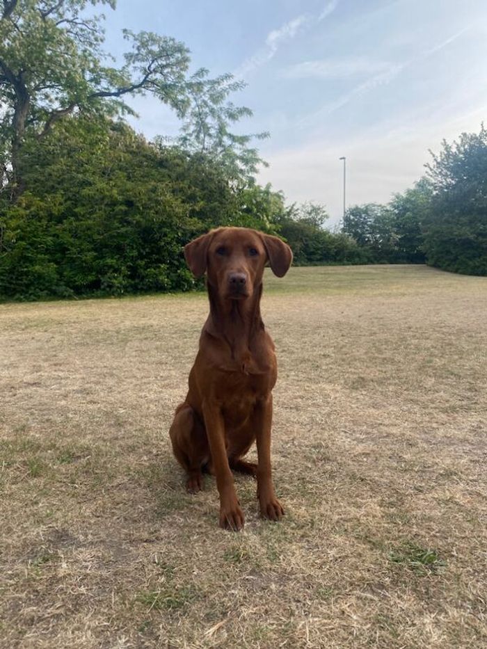 Labrador Retriever puppies for sale in Dover, Kent – KC registered, 1 year old - Image 3 of 3