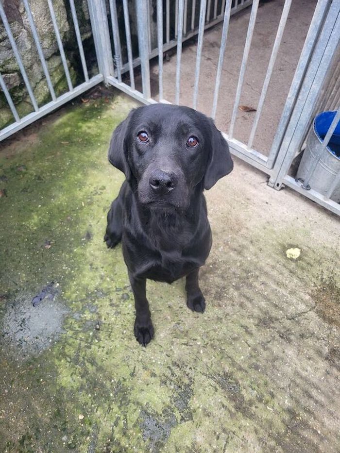 Labrador Retriever puppies for sale in Four Crosses, Powys – 1 year old
