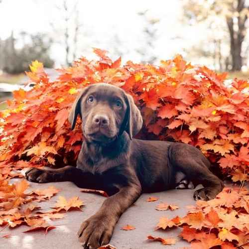 1STUNNING CHOCOLATE BOY FROM HEALTH TESTED PARENTS . LICENSED BREEDER VOTED MOST TRUSTED BREEDER-UK for sale in Carlisle, Cumbria