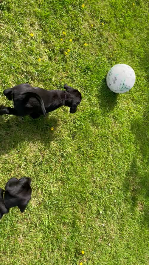 2 adorable Labrador/Cocker Spaniel puppies for sale in Wincanton, Somerset