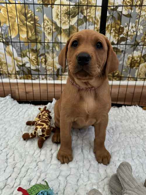 LAST BEAUTIFUL KC REGISTERED FOX RED LABRADOR GIRL PUP for sale in York, North Yorkshire