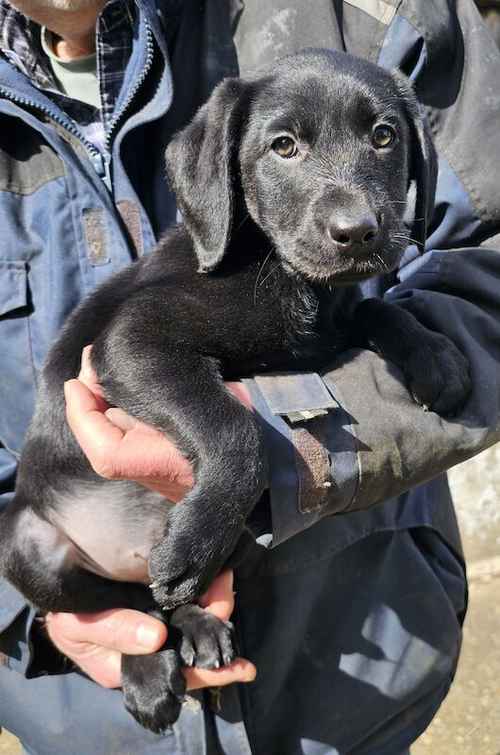 2 black boys ready to go! for sale in Suffolk