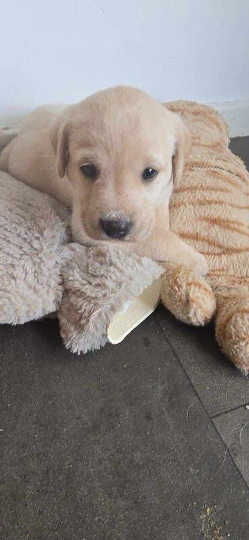 2 boys left for sale in East Riding of Yorkshire
