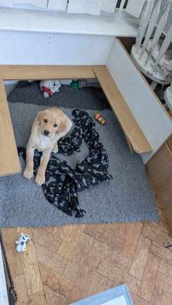 2 boys left for sale in East Riding of Yorkshire | Image 2