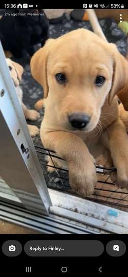 2 boys left for sale in East Riding of Yorkshire | Image 3