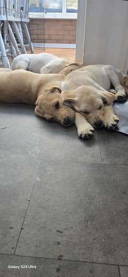 2 boys left for sale in East Riding of Yorkshire | Image 4