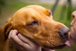 2 girls available Bonnie and FTCh Ted KC Reg 5 * Breeder Fox Red Lab pups for sale in Letchworth, Hertfordshire | Image 4
