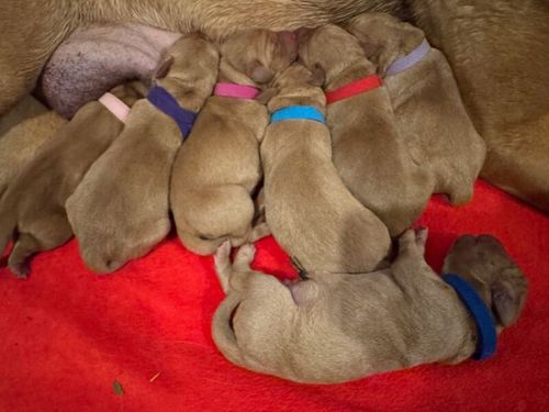2 girls available Lucy and FTCh Ted KC Reg 5 * Breeder Fox Red Lab pups for sale in Hertfordshire