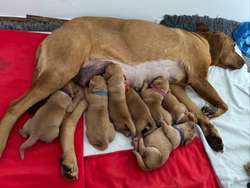 2 girls available Lucy and FTCh Ted KC Reg 5 * Breeder Fox Red Lab pups for sale in Hertfordshire | Image 2