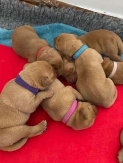 2 girls available Lucy and FTCh Ted KC Reg 5 * Breeder Fox Red Lab pups for sale in Hertfordshire | Image 3