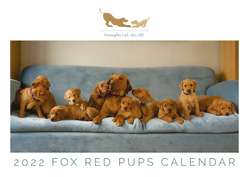 2 girls available Lucy and FTCh Ted KC Reg 5 * Breeder Fox Red Lab pups for sale in Hertfordshire | Image 4