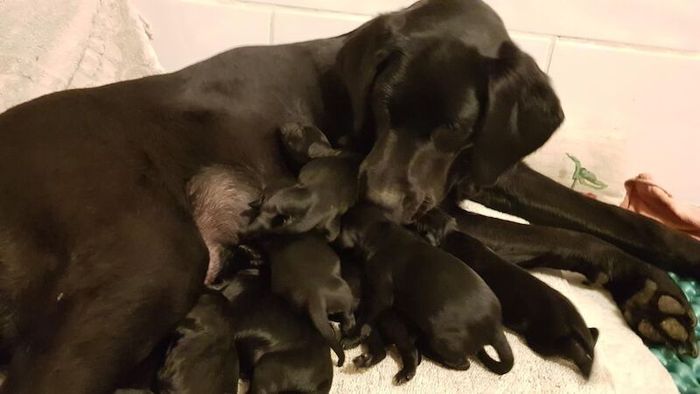 Labrador Retriever puppies for sale in Harrogate, North Yorkshire – KC registered, 4 weeks old - Image 6 of 7