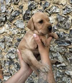 2 KC reg fox red Labrador for sale - Working parents for sale in Buckinghamshire | Image 1