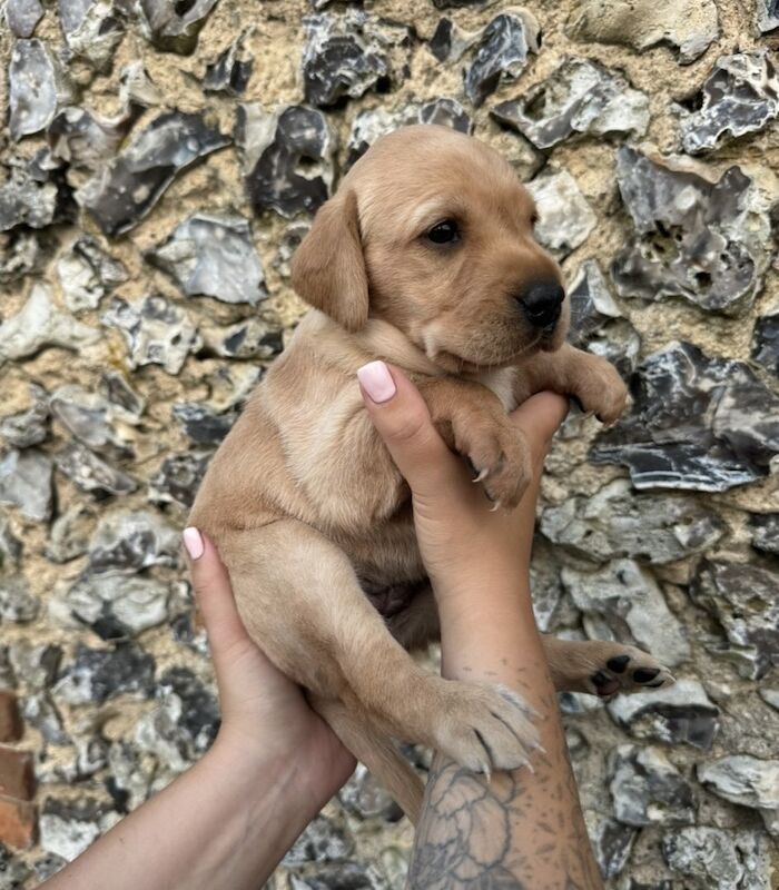 Fox Red Labrador Retriever puppies for sale in Buckinghamshire – KC registered, 1 year old
