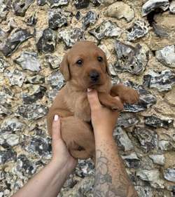 2 KC reg fox red Labrador for sale - Working parents for sale in Buckinghamshire | Image 2